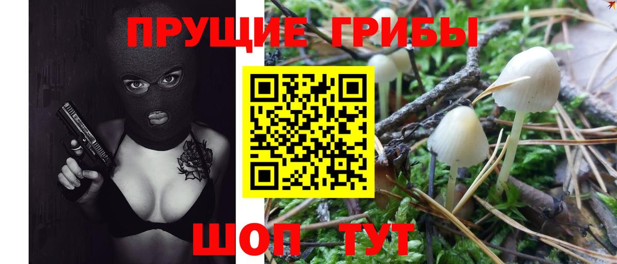 Галлюциногенные грибы Psilocybe Котлас